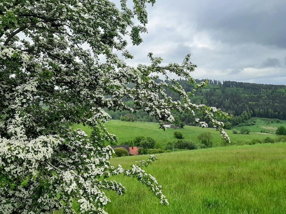 Zielona Roza Villa Wambierzyce Exteriör bild